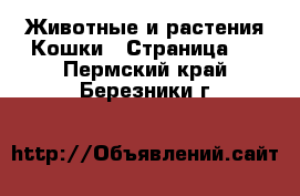 Животные и растения Кошки - Страница 3 . Пермский край,Березники г.